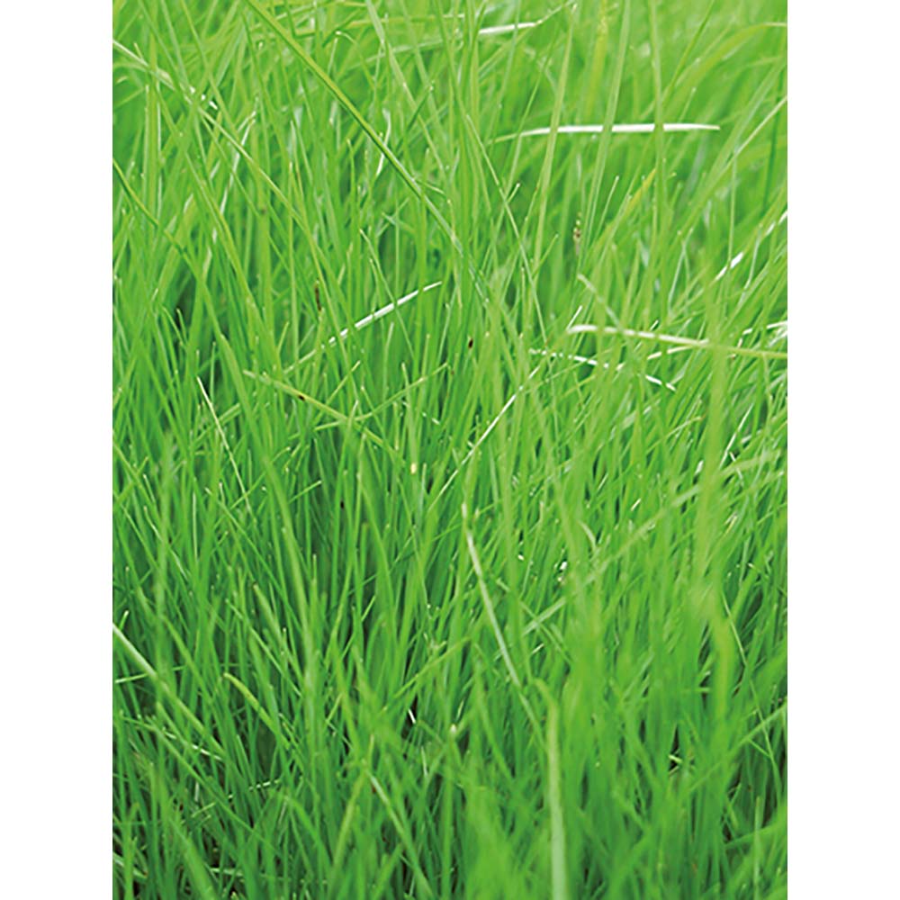 Pflanz-Holz Maxi mit Samen - Gras, 2 Seiten gelasert