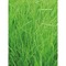 Pflanz-Holz Maxi mit Samen - Gras, 2 Seiten gelasert
