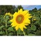 Pflanz-Holz Star-Box mit Samen - Sonnenblume, 2 Seiten gelasert