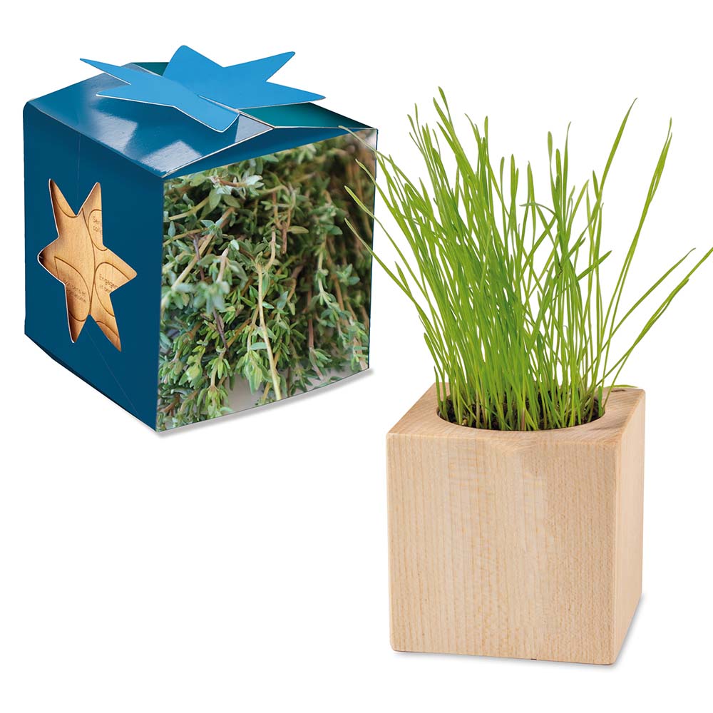 Pflanz-Holz Maxi Star-Box mit Samen - Thymian, 2 Seiten gelasert