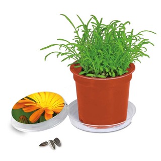Florero-Töpfchen mit Samen - terracotta - Ringelblume